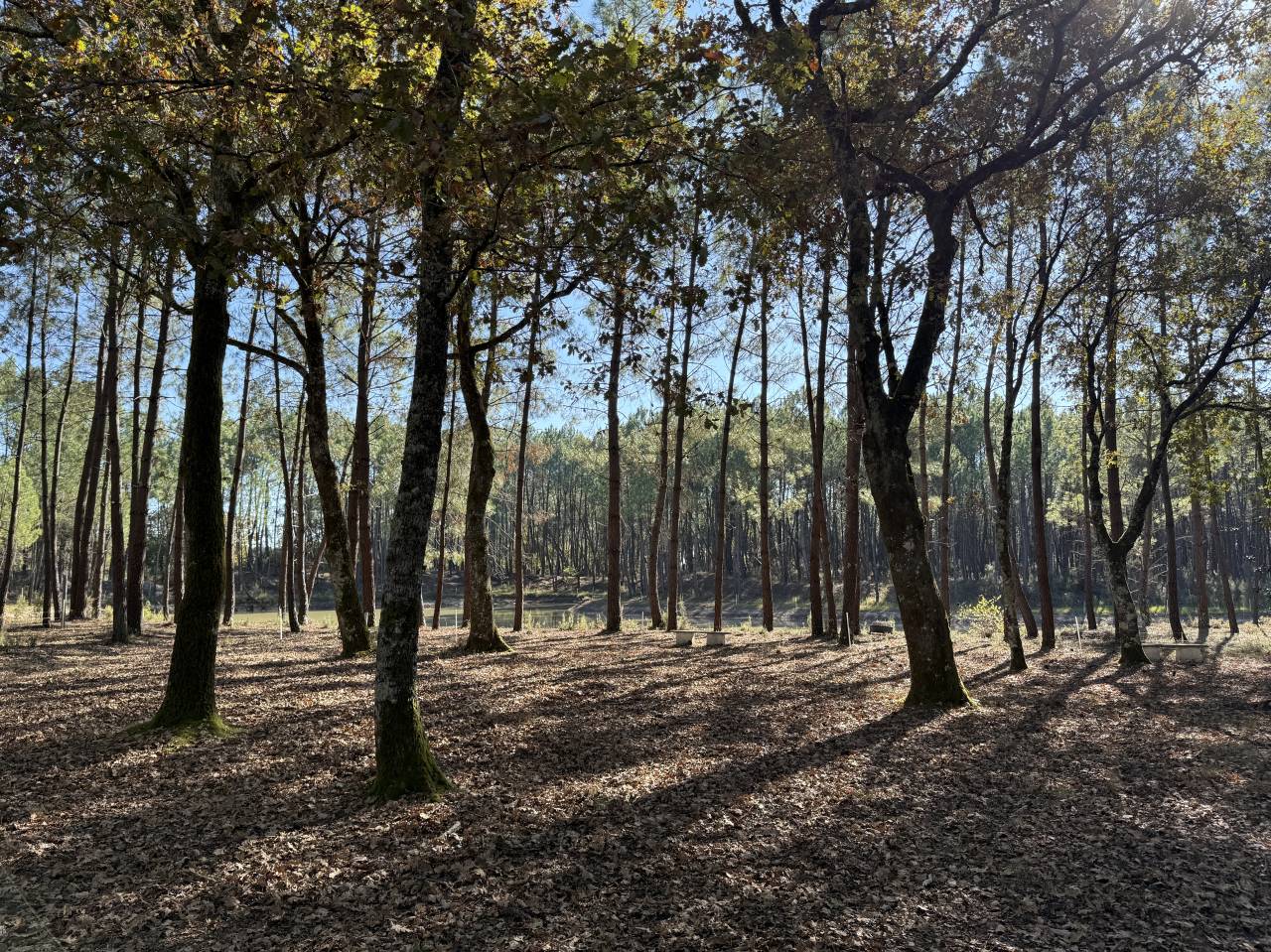 Ander plattelands vastgoed Koop Gironde