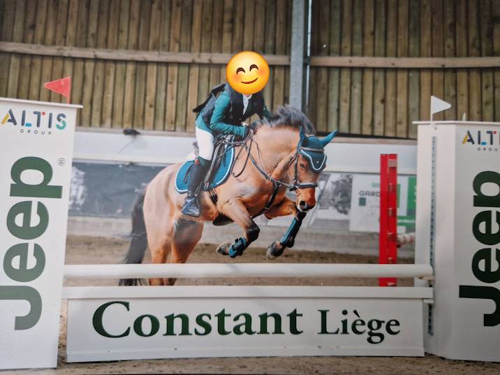 Ruin Franse rijpony PFS Te koop 2009 Donker bruin / bai