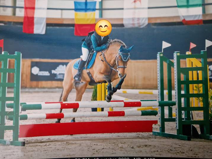 Ruin Franse rijpony PFS Te koop 2009 Donker bruin / bai