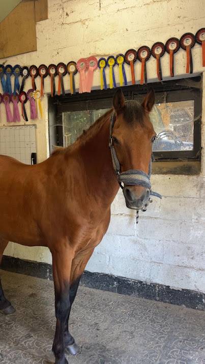 Ruin Franse rijpony PFS Te koop 2009 Donker bruin / bai