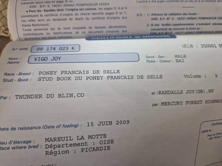 Ruin Franse rijpony PFS Te koop 2009 Donker bruin / bai