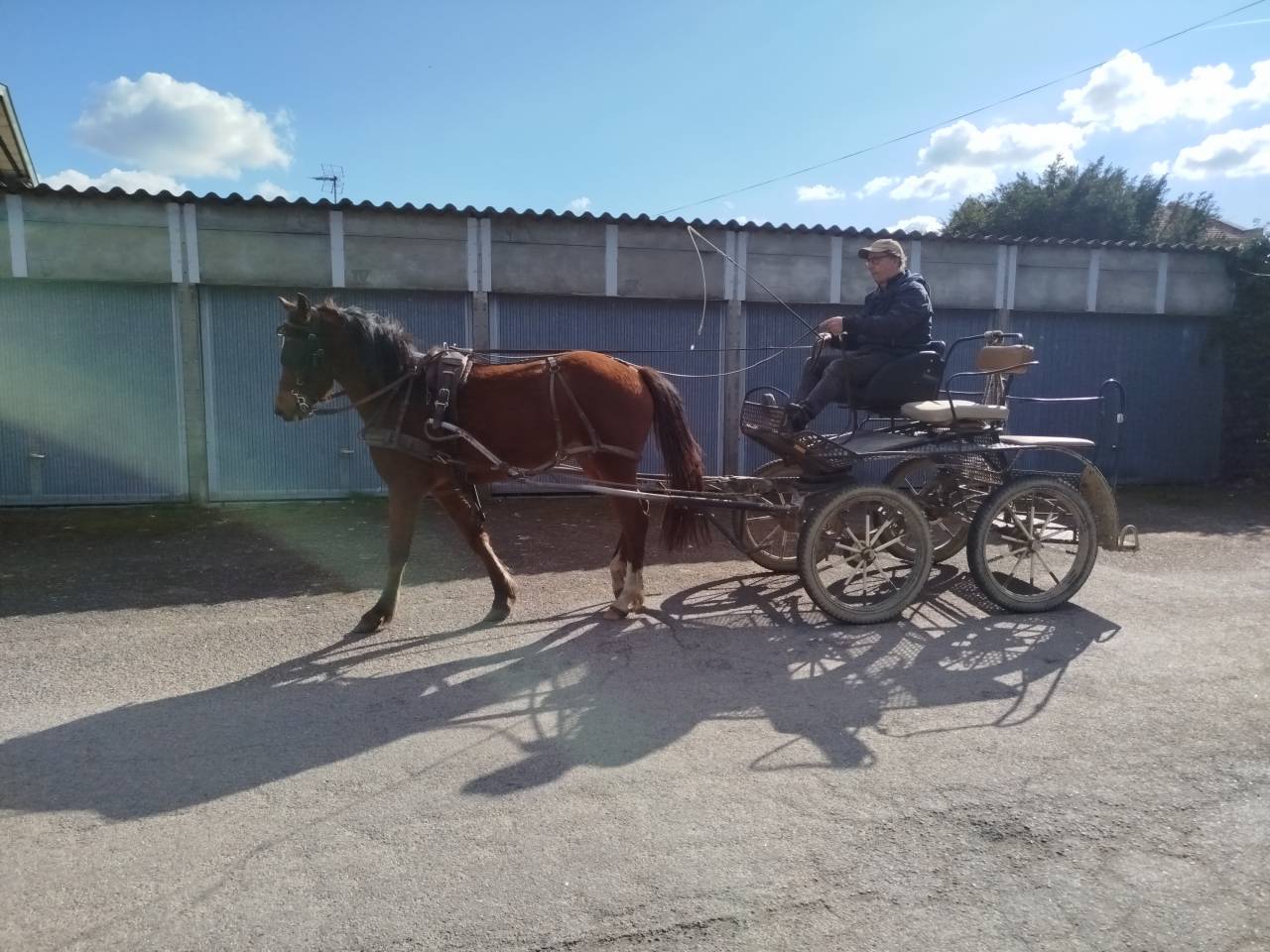 Ruin Bekend ras Te koop 2023 Donker bruin / bai