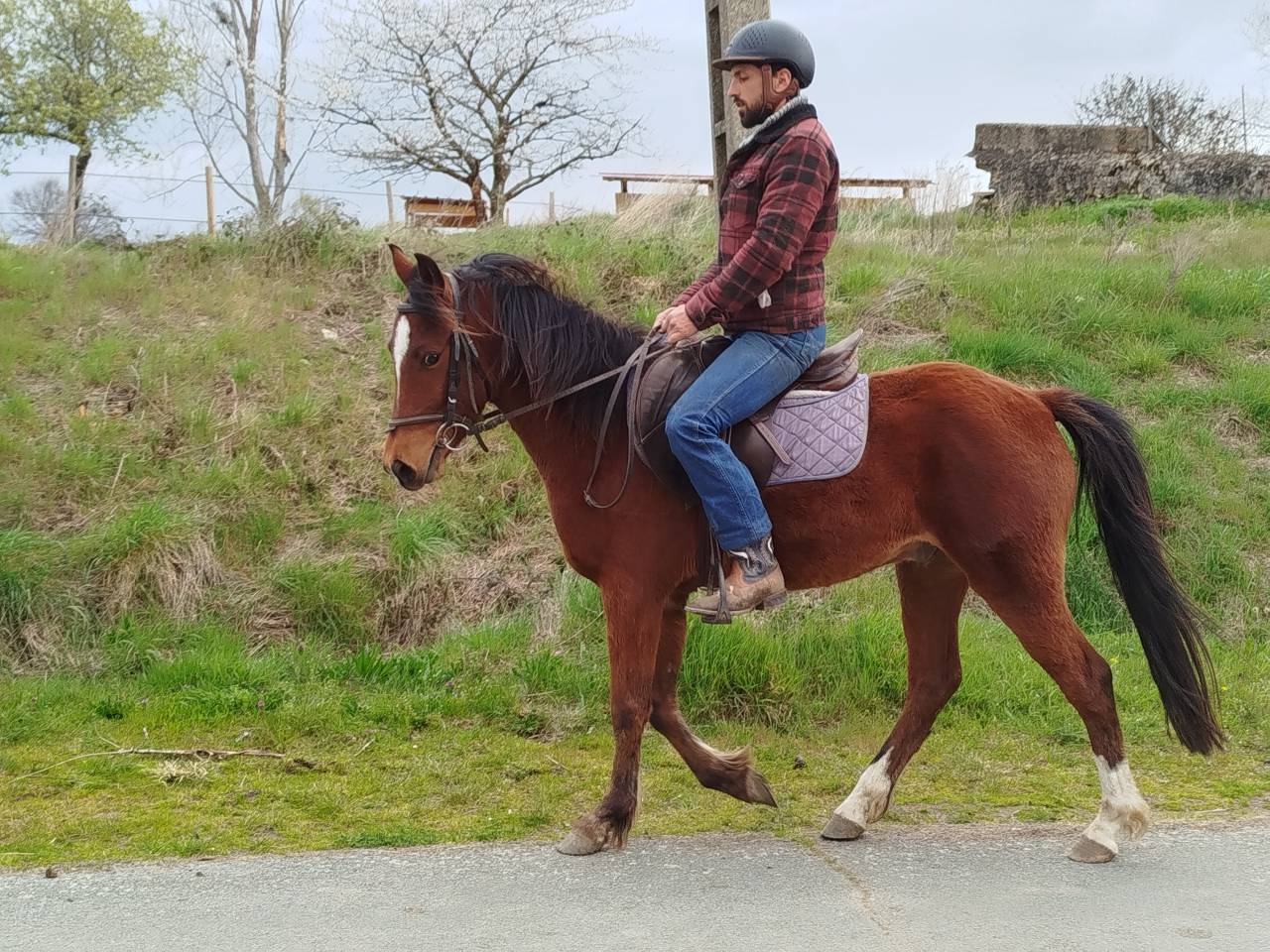 Ruin Bekend ras Te koop 2023 Donker bruin / bai