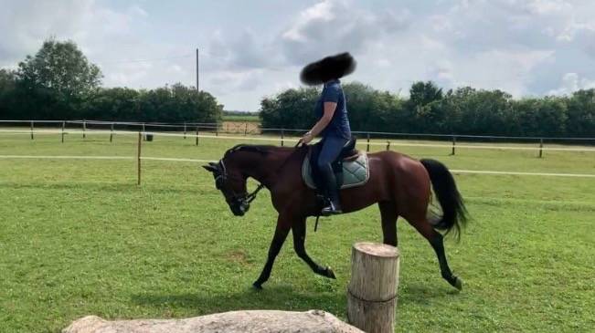 Ruin Franse draver  Te koop 2019 Donker bruin / bai