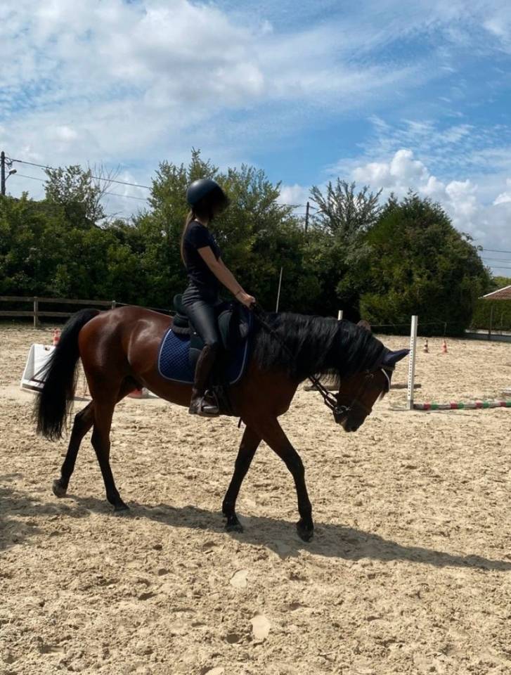 Ruin Franse draver  Te koop 2019 Donker bruin / bai
