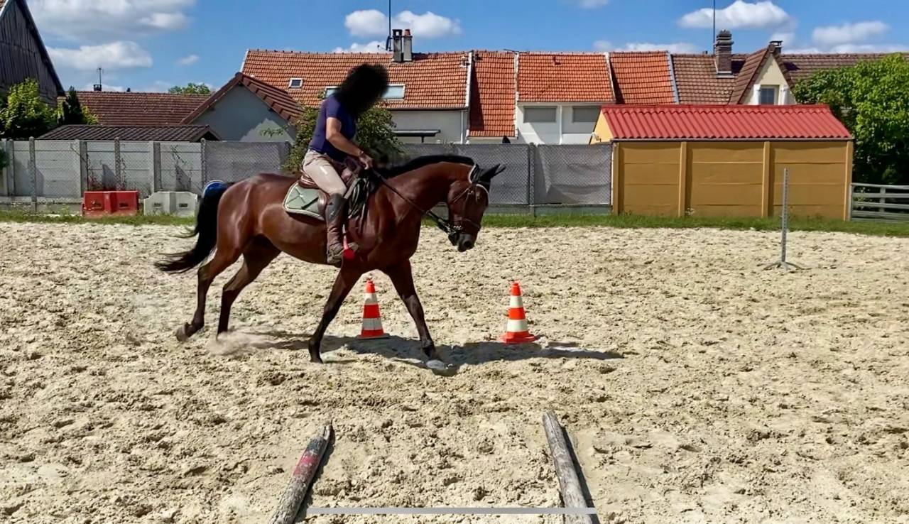 Ruin Franse draver  Te koop 2019 Donker bruin / bai