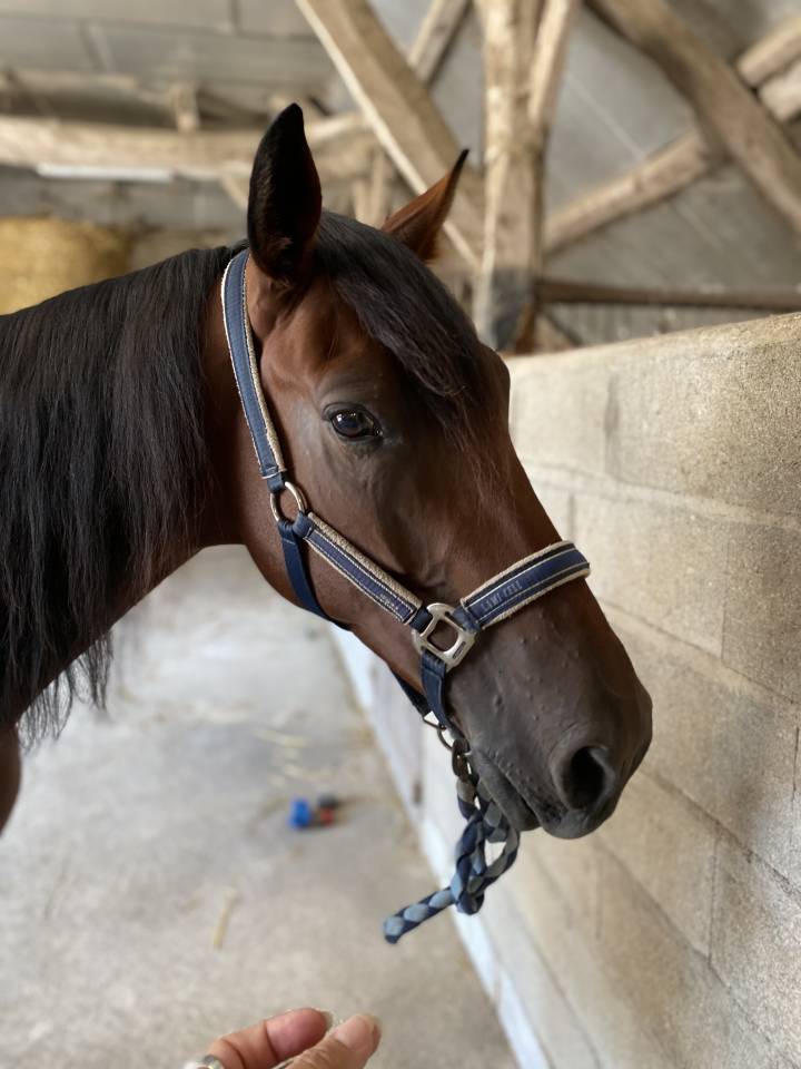 Ruin Franse draver  Te koop 2019 Donker bruin / bai