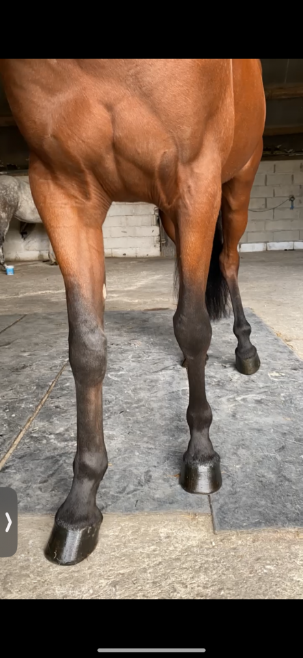 Ruin Franse draver  Te koop 2019 Donker bruin / bai