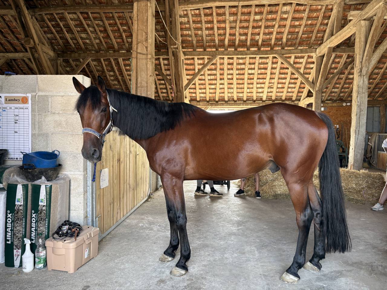 Ruin Franse draver  Te koop 2019 Donker bruin / bai