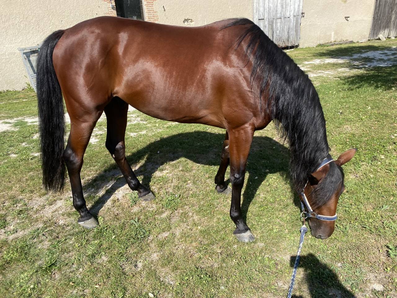 Ruin Franse draver  Te koop 2019 Donker bruin / bai