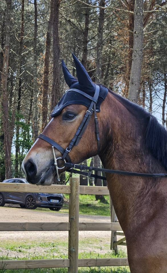 Ruin Franse rijpony PFS Te koop 2022 Donker bruin / bai ,  JACKSON ST HYMER