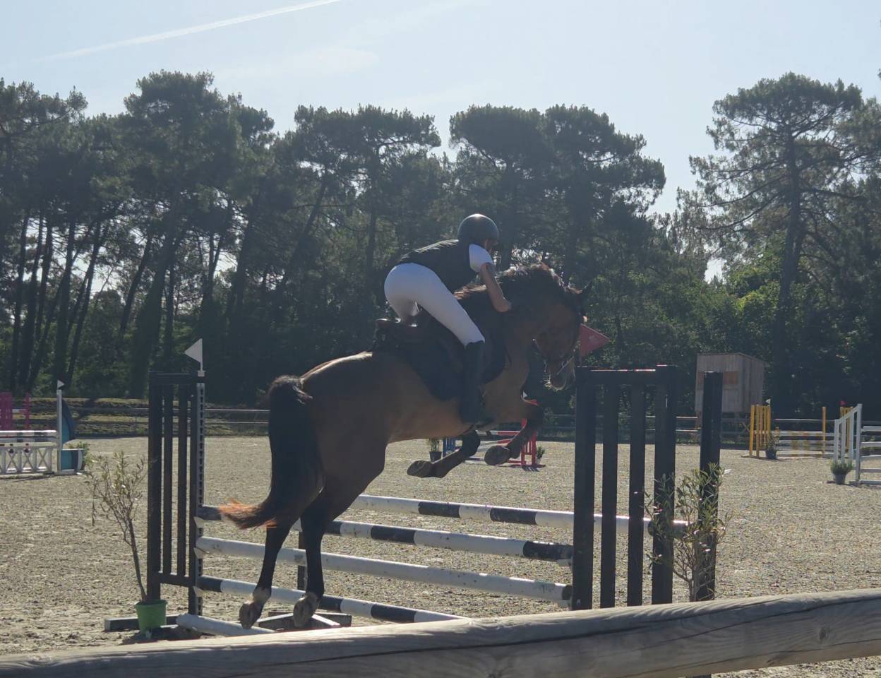 Ruin Franse rijpony PFS Te koop 2022 Donker bruin / bai ,  JACKSON ST HYMER