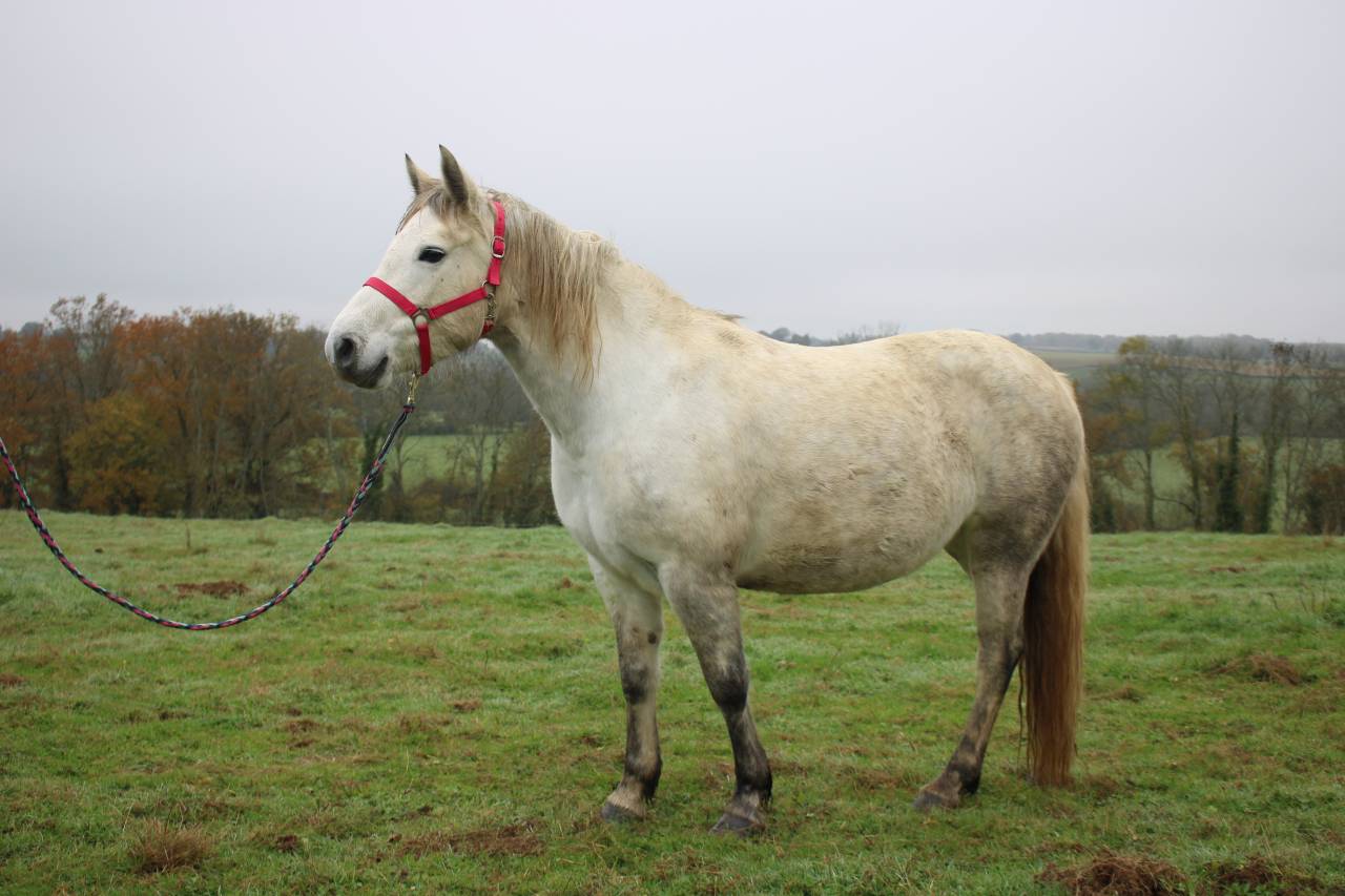 Merrie Connemara Te koop 2020 Schimmel ,  Extra Dry