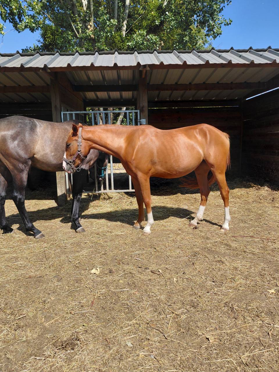 Veulen (vr) Franse rijpony PFS Te koop 2024 Vos ,  Sagami san joyeux