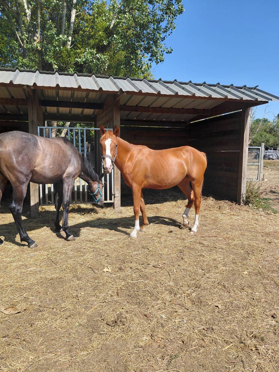 Veulen (vr) Franse rijpony PFS Te koop 2024 Vos ,  Sagami san joyeux
