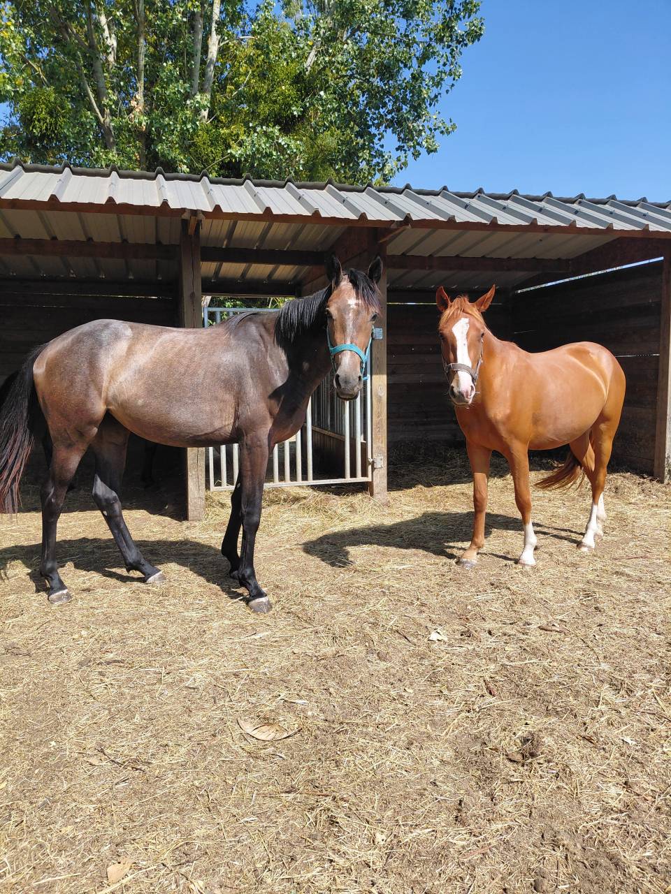 Veulen (vr) Franse rijpony PFS Te koop 2024 Vos ,  Sagami san joyeux