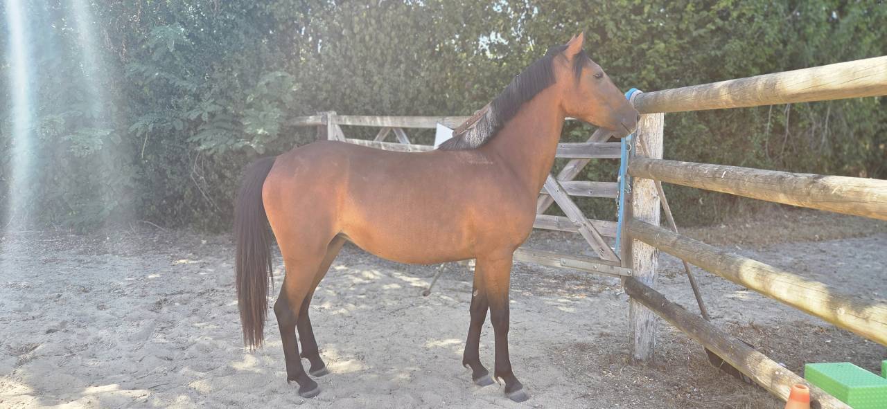 Merrie New Forest Te koop 2024 Donker bruin / bai ,  L'ancelot du m&eacute;nage