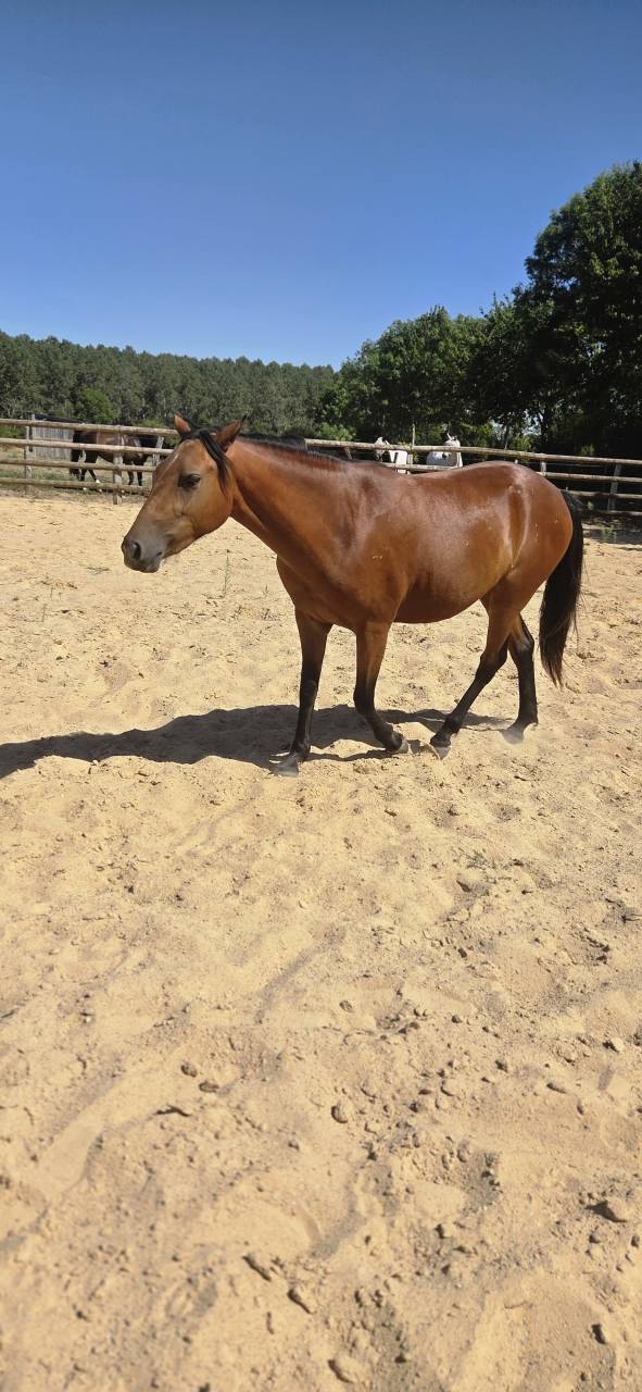 Merrie New Forest Te koop 2024 Donker bruin / bai ,  L'ancelot du m&eacute;nage