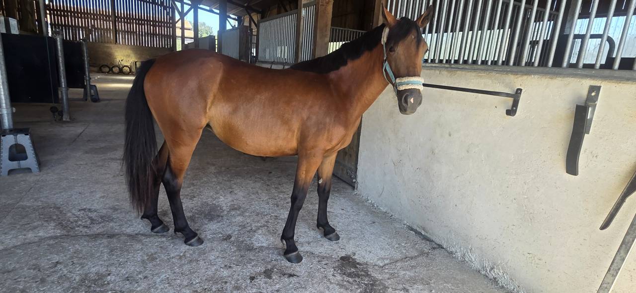 Merrie New Forest Te koop 2024 Donker bruin / bai ,  L'ancelot du m&eacute;nage