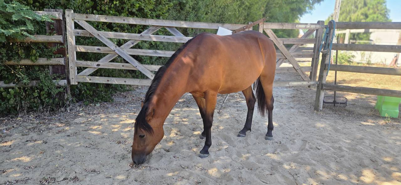 Merrie New Forest Te koop 2024 Donker bruin / bai ,  L'ancelot du m&eacute;nage