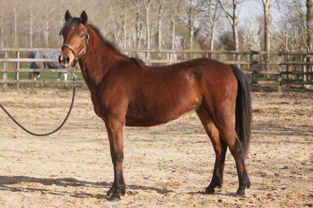 Merrie New Forest Te koop 2024 Donker bruin / bai ,  L'ancelot du m&eacute;nage