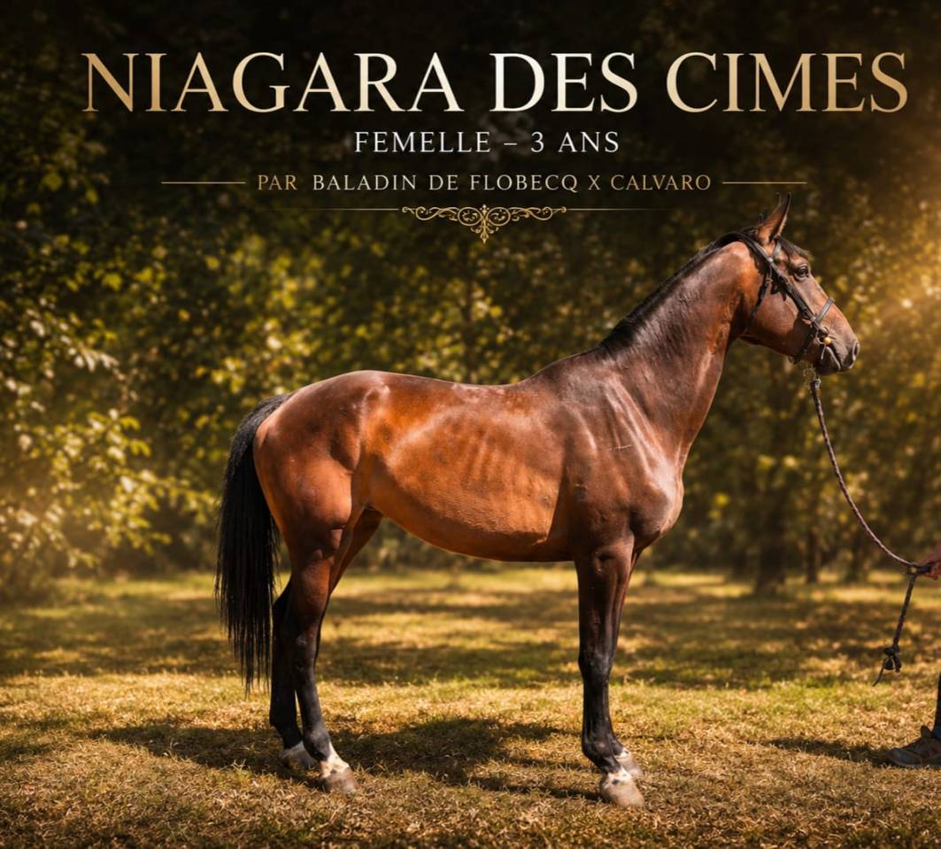 Merrie Selle Fran&ccedil;ais Te koop 2023 Donker bruin / bai ,  baladin de Flobecq