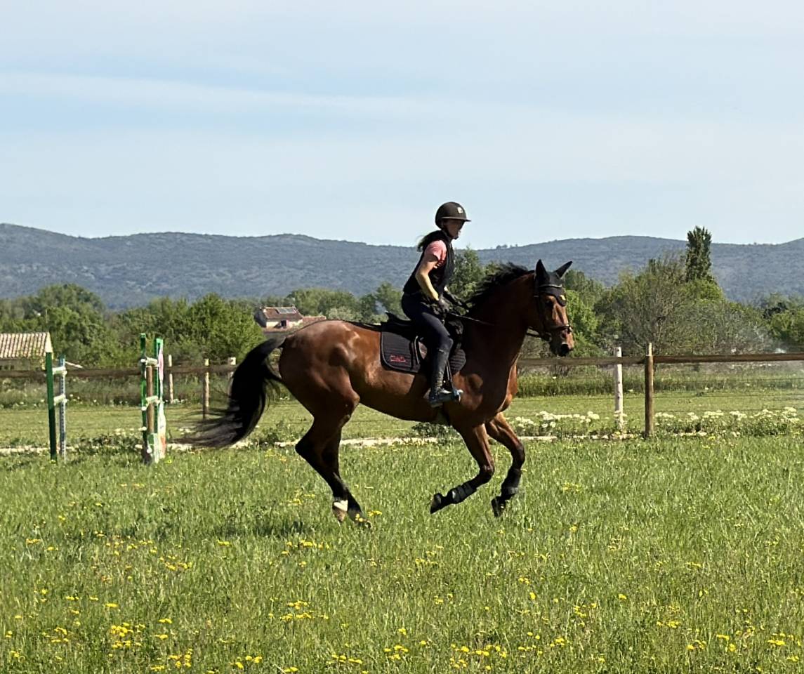 Merrie Selle Fran&ccedil;ais Te koop 2019 Donker bruin / bai ,  DIAMANT DE SEMILLY