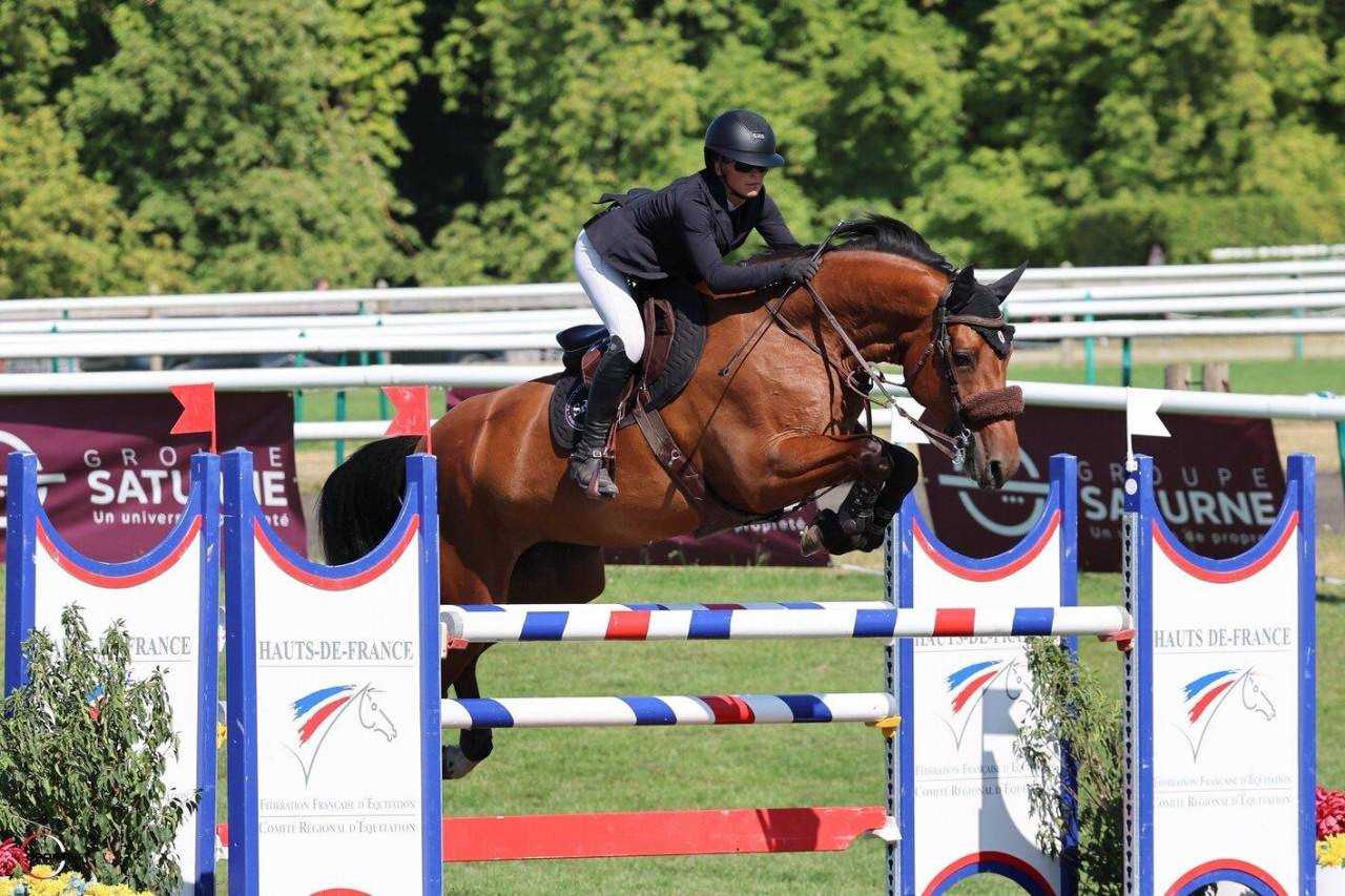 Merrie Selle Fran&ccedil;ais Te koop 2019 Donker bruin / bai ,  DIAMANT DE SEMILLY