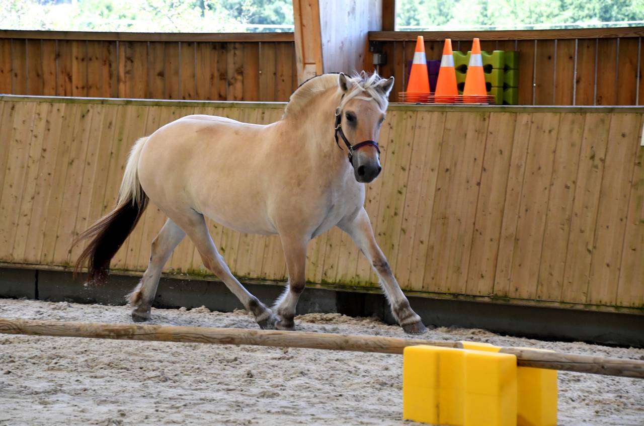 Merrie Fjord Te koop 2022 Isabel