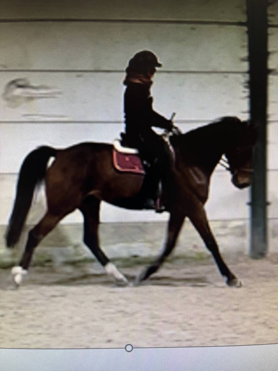 Ruin Franse draver  Te koop 2017 Donker bruin / bai