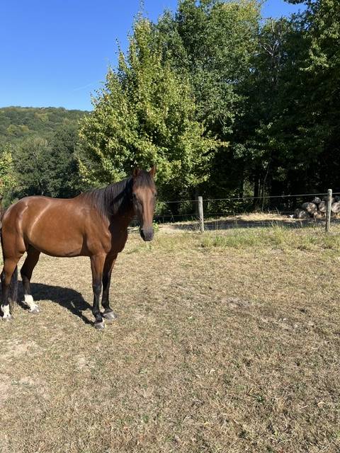 Ruin Franse draver  Te koop 2017 Donker bruin / bai