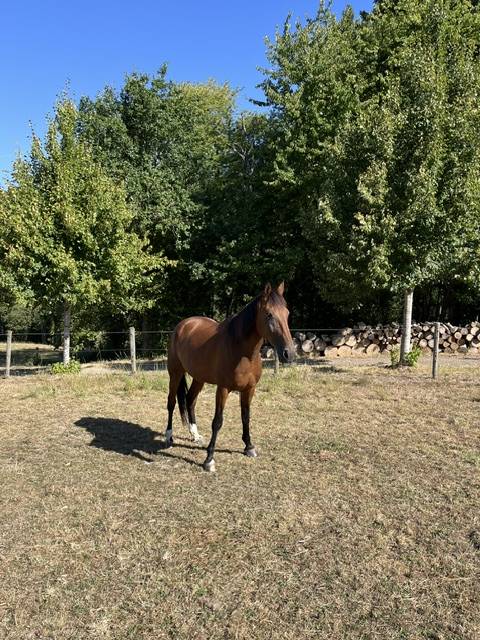 Ruin Franse draver  Te koop 2017 Donker bruin / bai