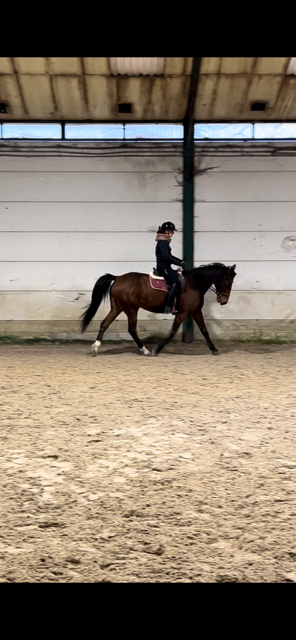 Ruin Franse draver  Te koop 2017 Donker bruin / bai
