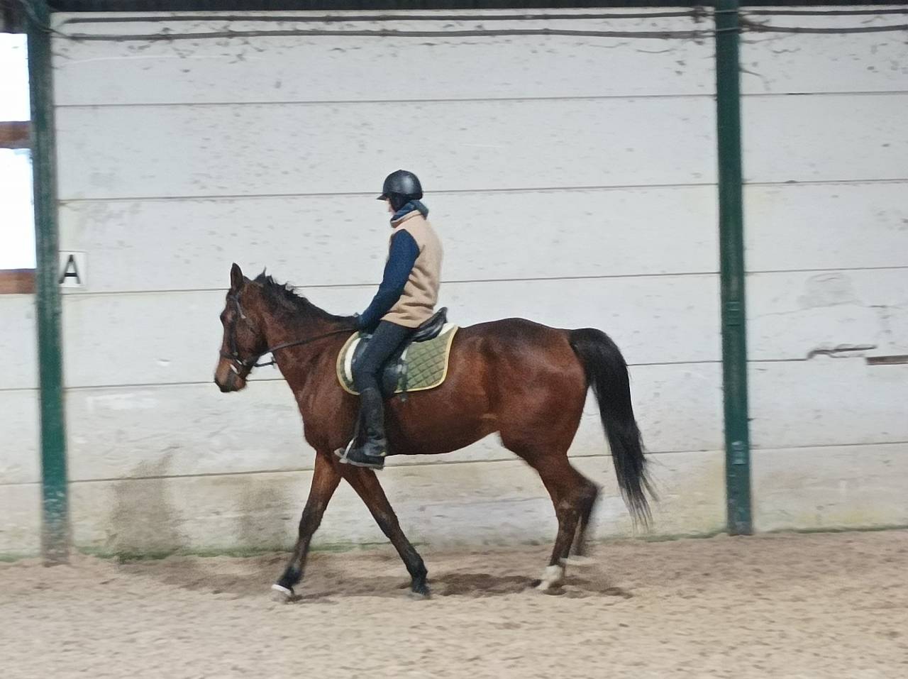 Ruin Franse draver  Te koop 2017 Donker bruin / bai