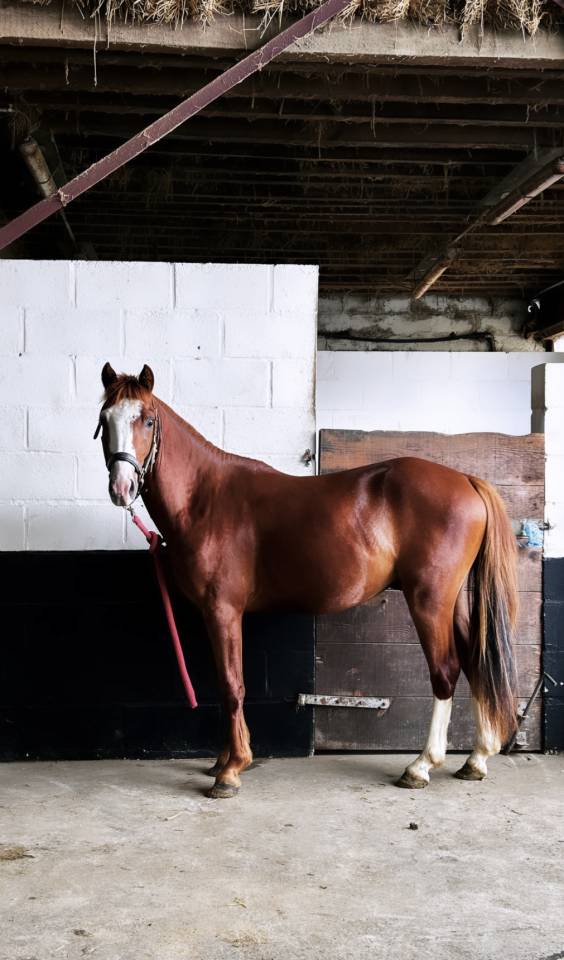 Ruin Franse rijpony PFS Te koop 2024 Vos ,  Dragibus du rouget