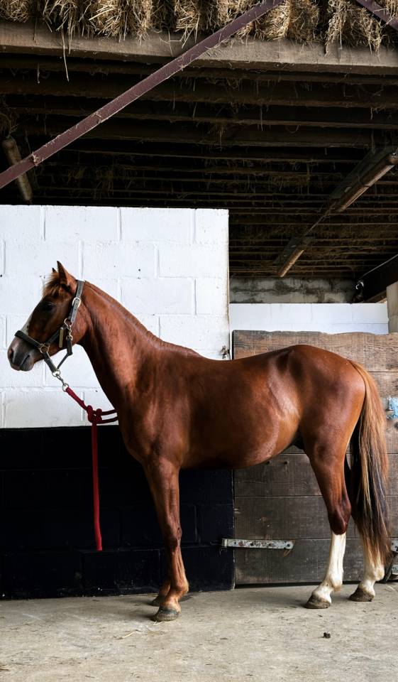 Ruin Franse rijpony PFS Te koop 2024 Vos ,  Dragibus du rouget