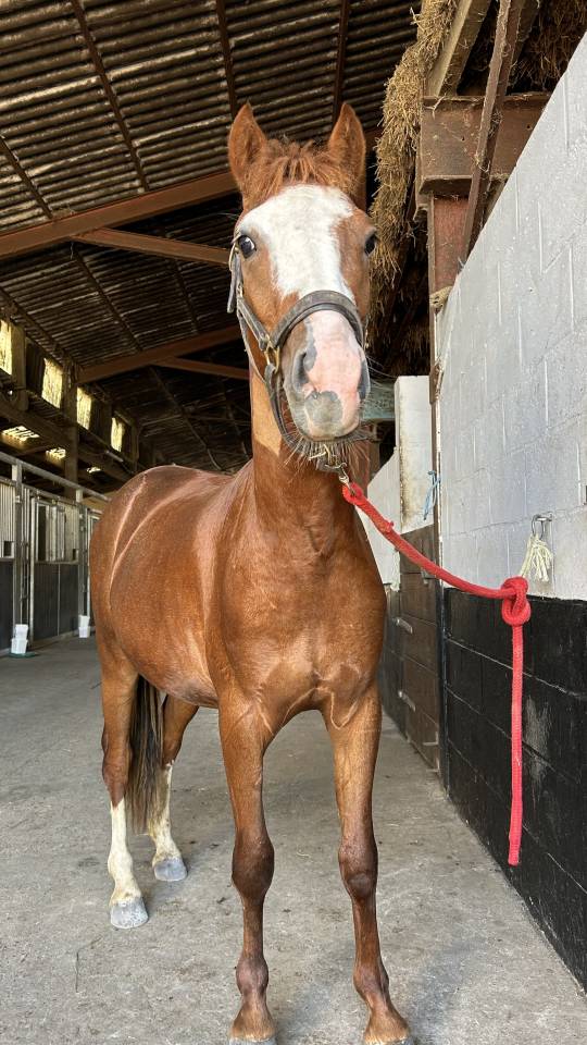 Ruin Franse rijpony PFS Te koop 2024 Vos ,  Dragibus du rouget