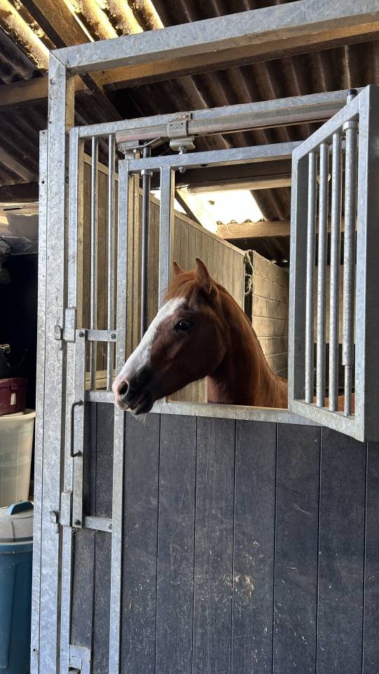 Ruin Franse rijpony PFS Te koop 2024 Vos ,  Dragibus du rouget