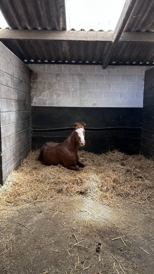 Ruin Franse rijpony PFS Te koop 2024 Vos ,  Dragibus du rouget