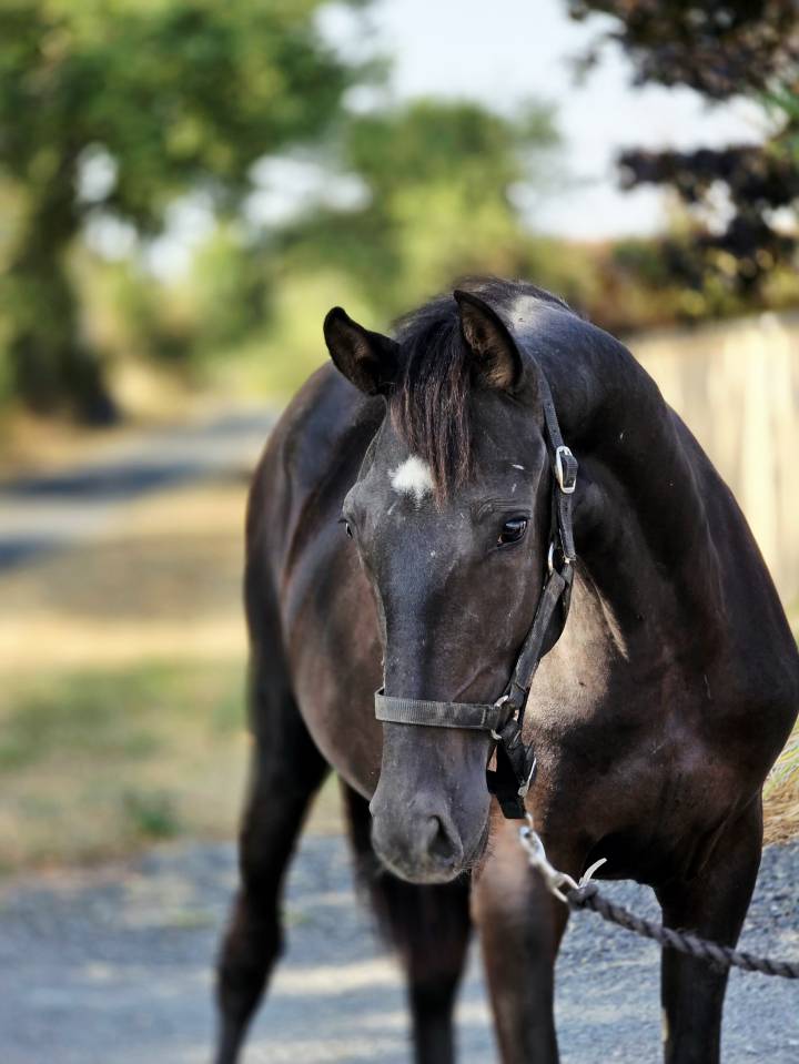 Merrie Paint Horse Te koop 2025 Zwart