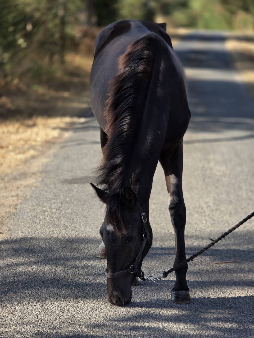 Merrie Paint Horse Te koop 2025 Zwart