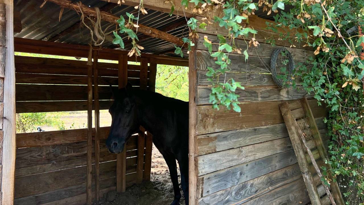 Hippisch vastgoed Koop Lot