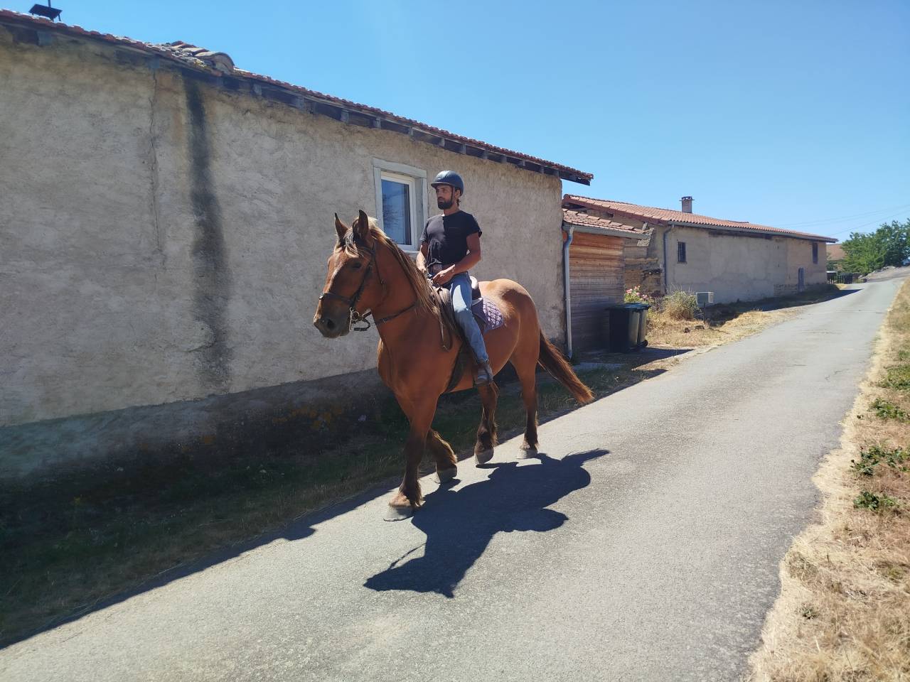 Ruin Comtois Trekpaard Te koop 2021 Vos