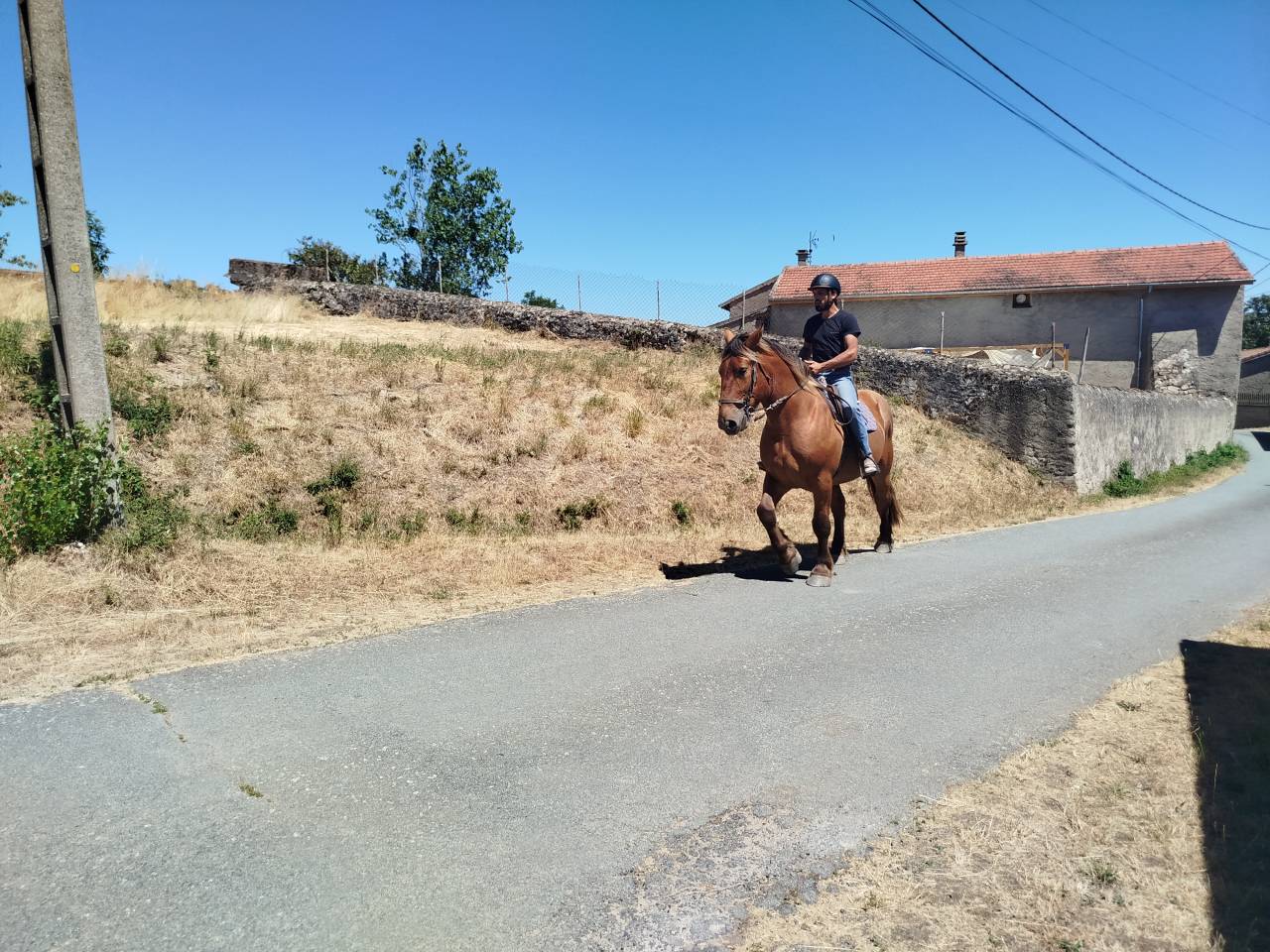 Ruin Comtois Trekpaard Te koop 2021 Vos