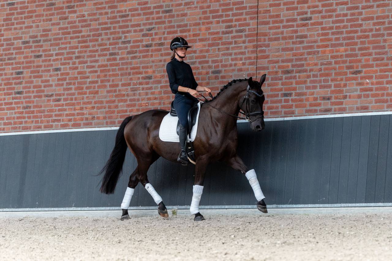 Ruin KWPN Nederlands sportpaard Te koop 2022 Zwart ,  Kjento