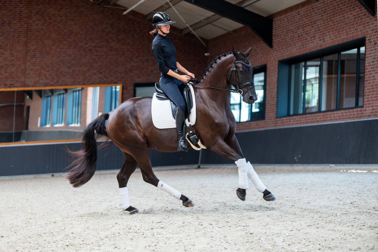 Ruin KWPN Nederlands sportpaard Te koop 2022 Zwart ,  Kjento