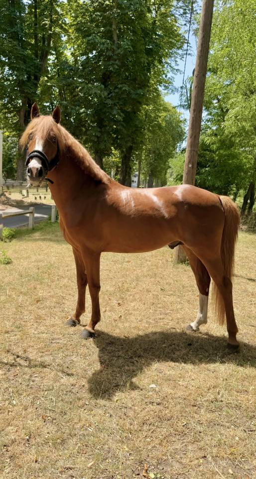Hengst Franse rijpony PFS Te koop 2021 Vos ,  Vegas des Landelles