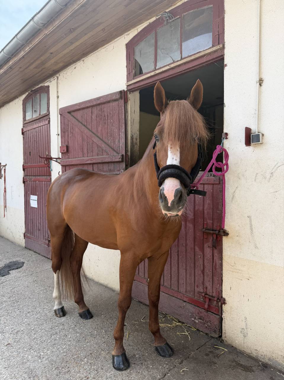 Hengst Franse rijpony PFS Te koop 2021 Vos ,  Vegas des Landelles