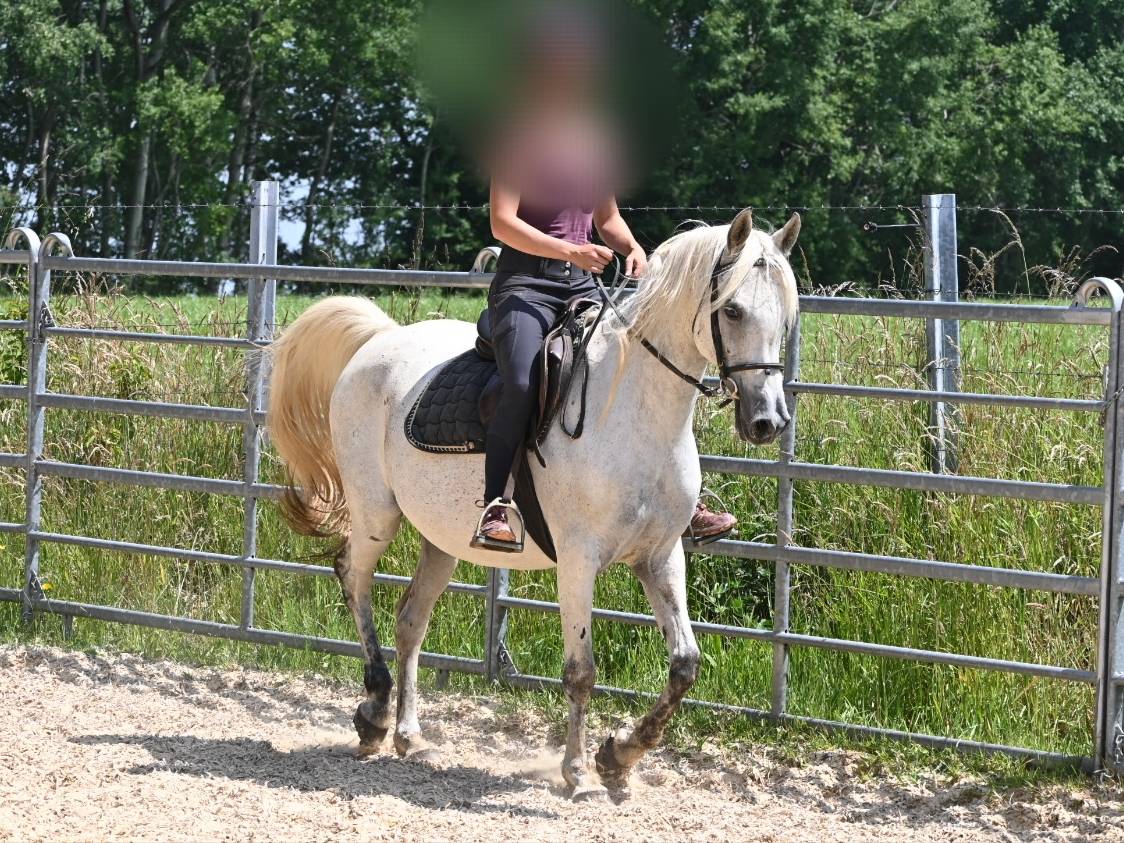 Merrie Arabisch volbloed Te koop 2012 Schimmel