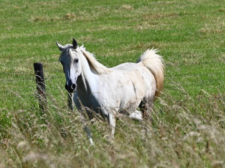 Merrie Arabisch volbloed Te koop 2012 Schimmel
